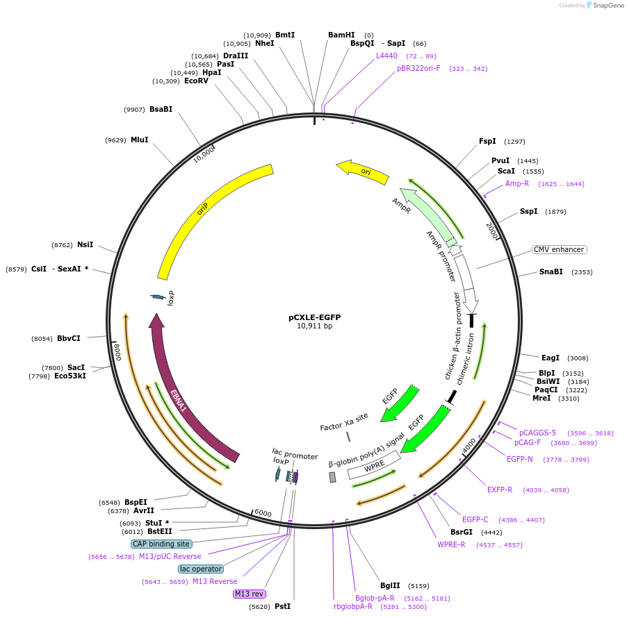27082-plasmid-map-sequence-id-190069