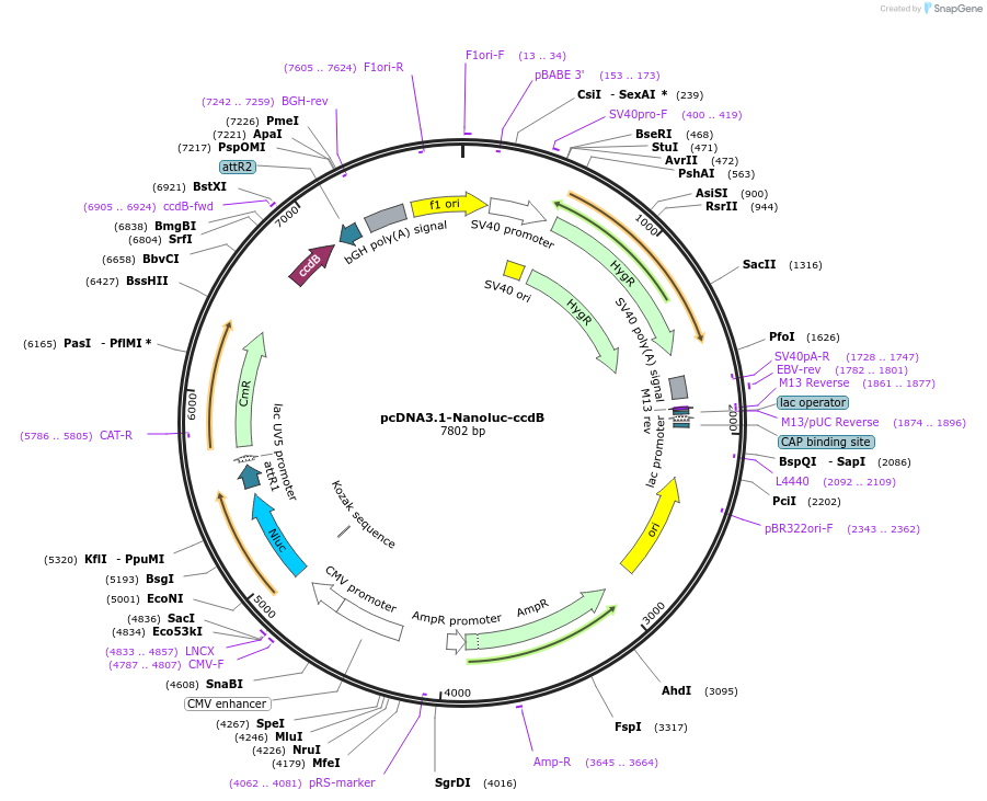 87070-plasmid-map-sequence-id-190070
