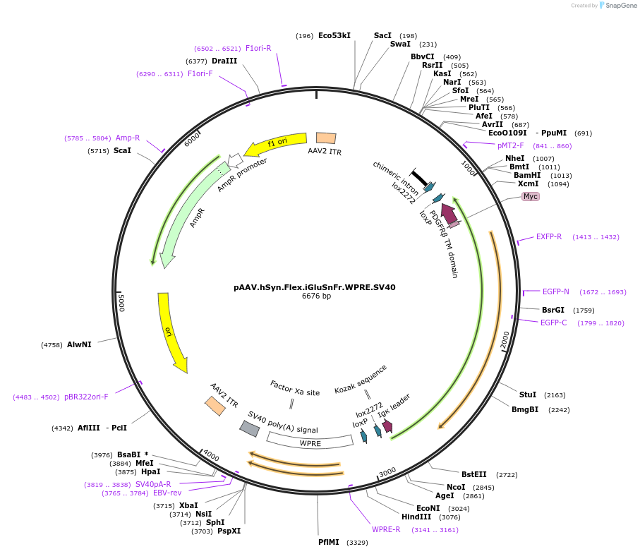 98931-plasmid-map-sequence-id-190085