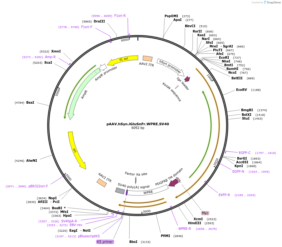 98929-plasmid-map-sequence-id-190089
