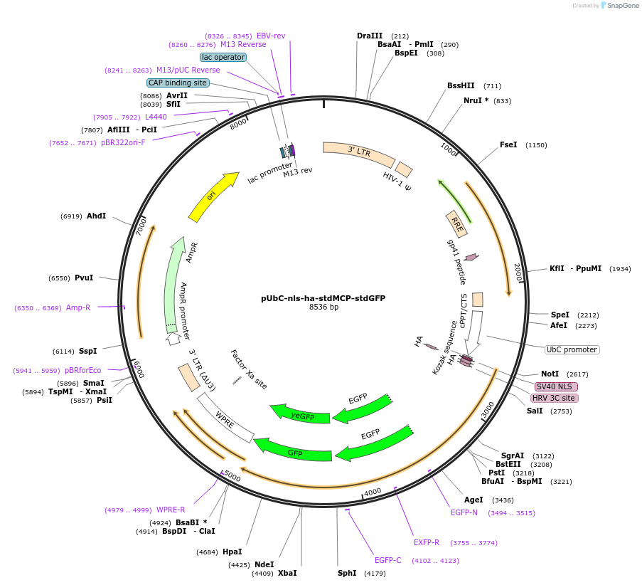 98916-plasmid-map-sequence-id-190093