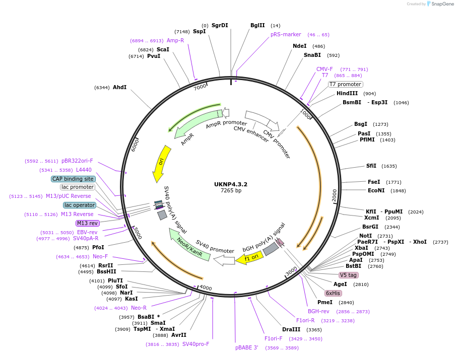 98270-plasmid-map-sequence-id-190097