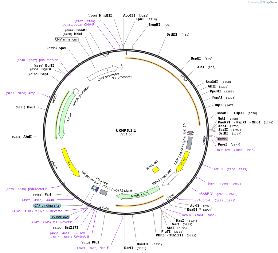 98271-plasmid-map-sequence-id-190099