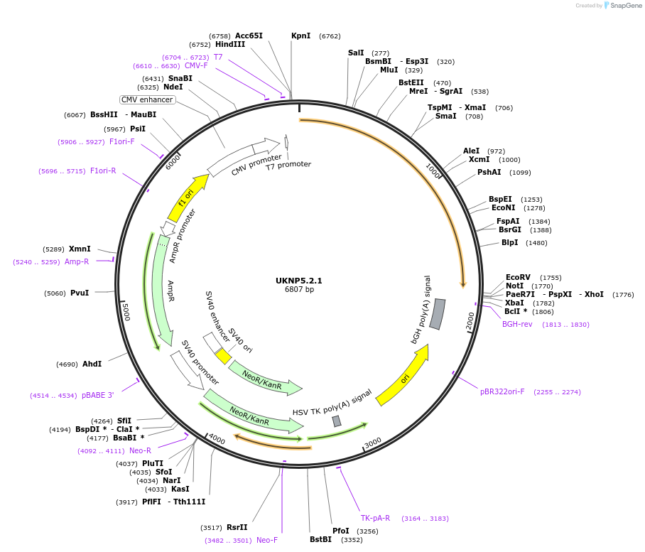 98385-plasmid-map-sequence-id-190105