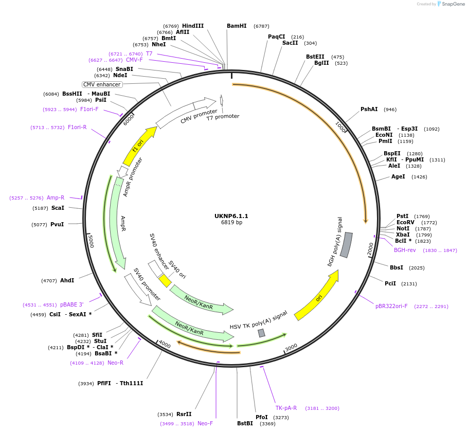 98386-plasmid-map-sequence-id-190107