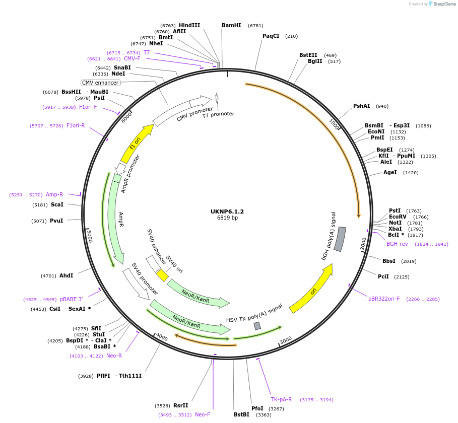 98388-plasmid-map-sequence-id-190108