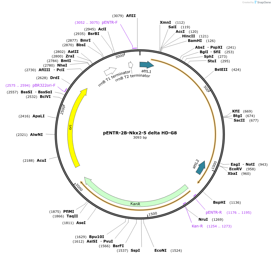 98614-plasmid-map-sequence-id-190110