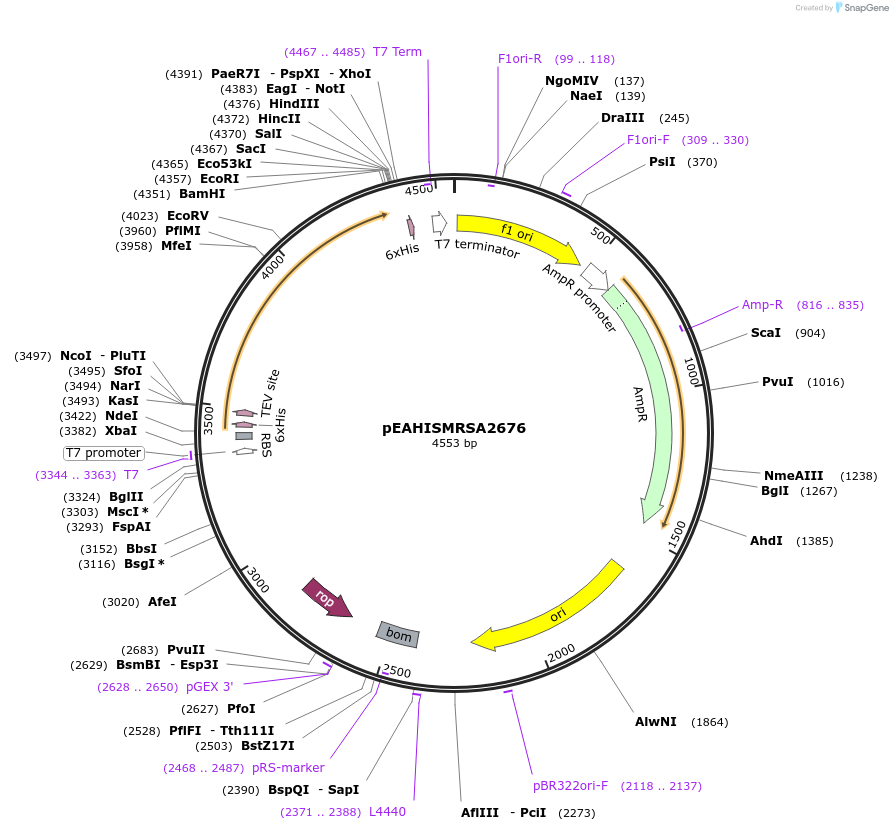 96970-plasmid-map-sequence-id-190111