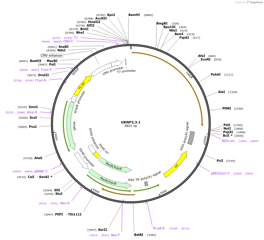 98210-plasmid-map-sequence-id-190113