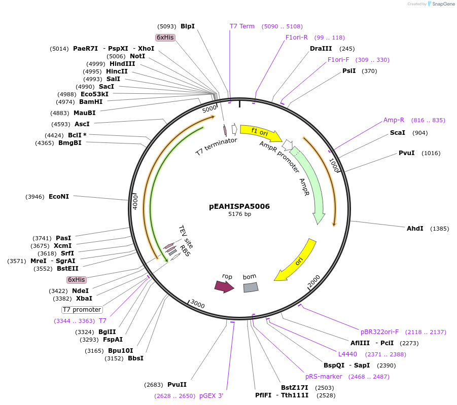 97016-plasmid-map-sequence-id-190115
