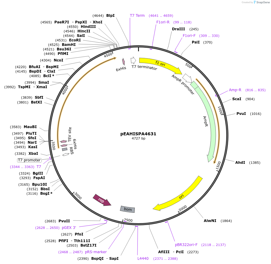 97017-plasmid-map-sequence-id-190116