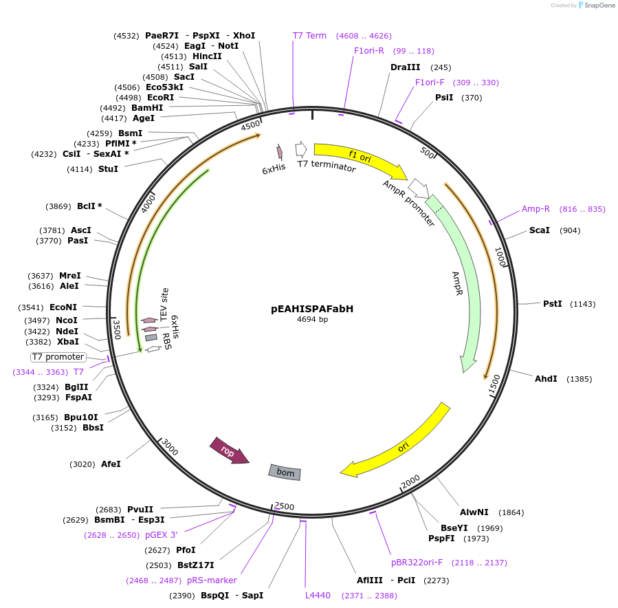97018-plasmid-map-sequence-id-190120