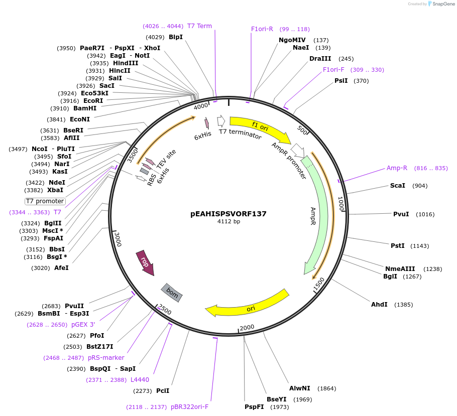 97023-plasmid-map-sequence-id-190124