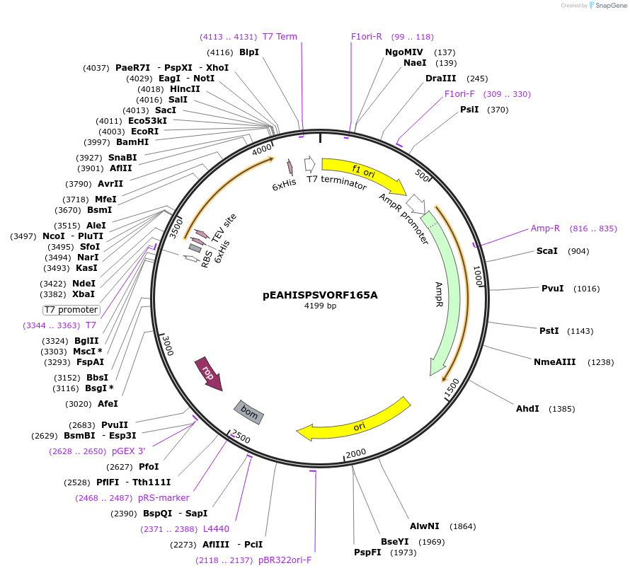 97024-plasmid-map-sequence-id-190126
