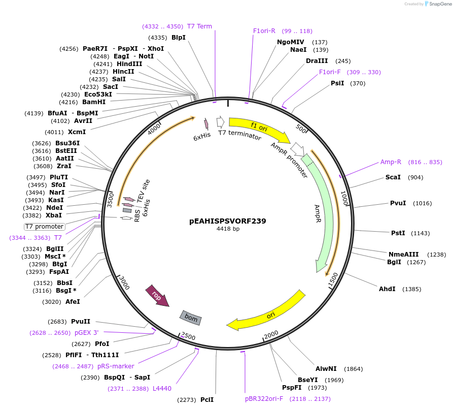 97025-plasmid-map-sequence-id-190127