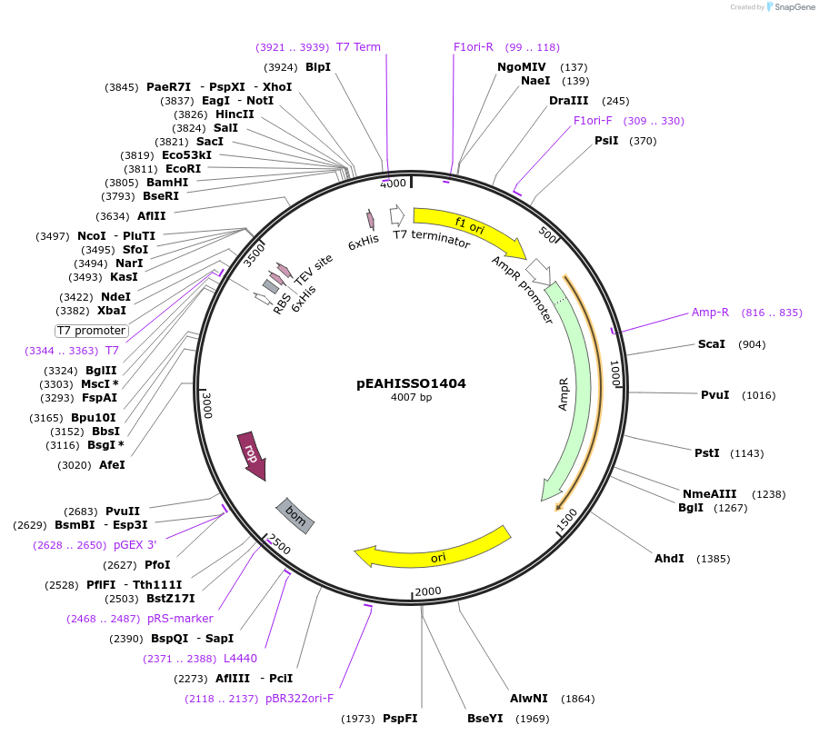 97056-plasmid-map-sequence-id-190128
