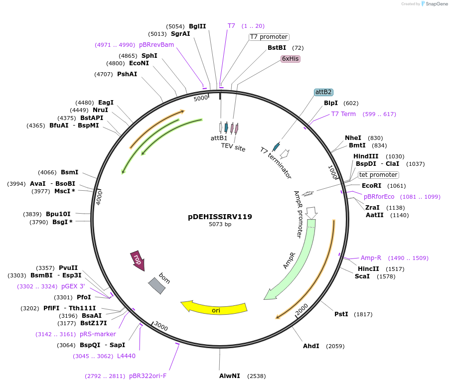 97054-plasmid-map-sequence-id-190131