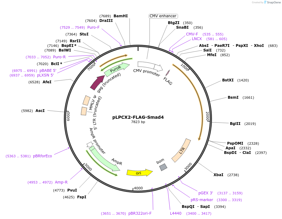 89834-plasmid-map-sequence-id-190133