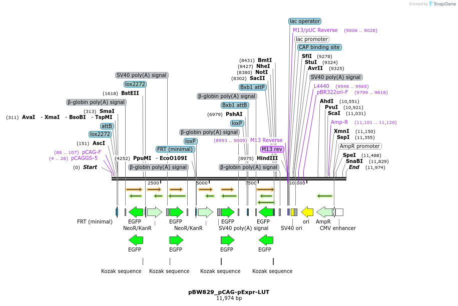 190144_map