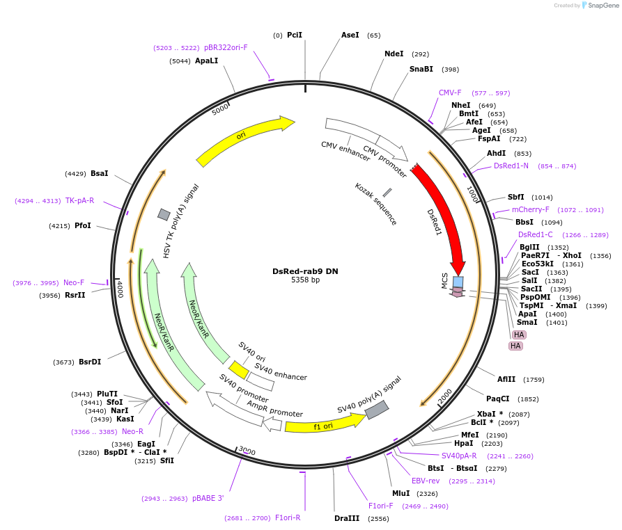 12676-plasmid-map-sequence-id-190149