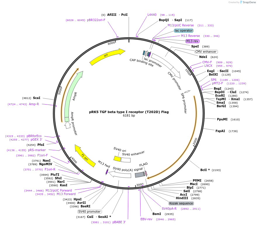 14833-plasmid-map-sequence-id-190161