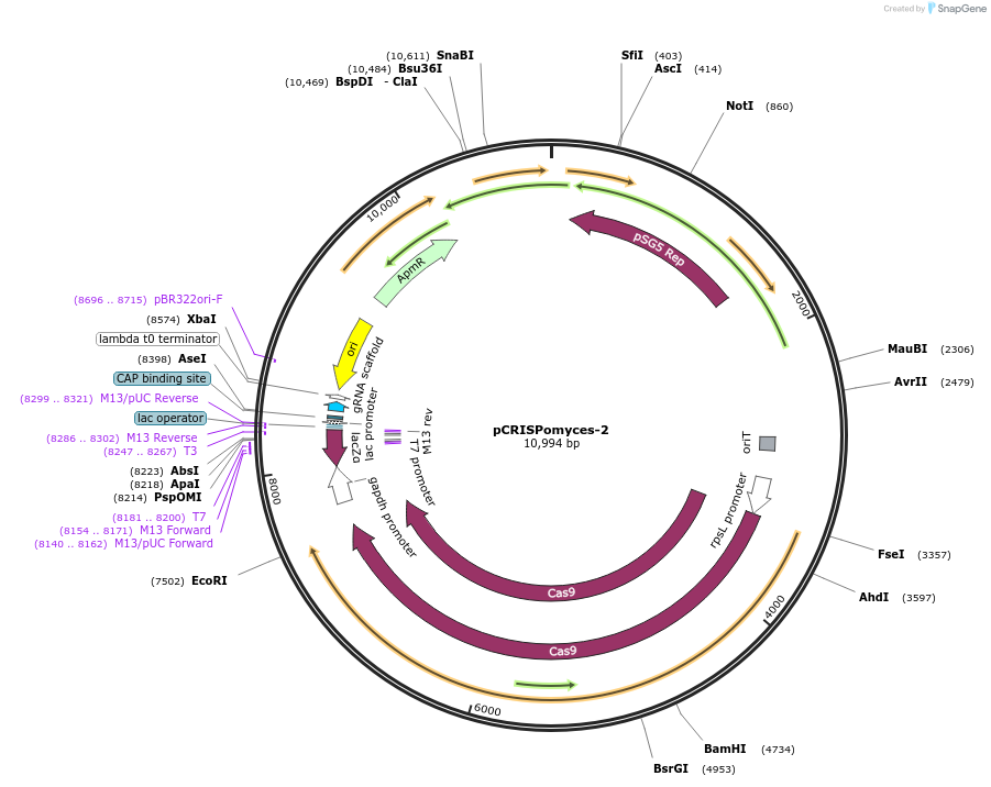 61737-plasmid-map-sequence-id-190162
