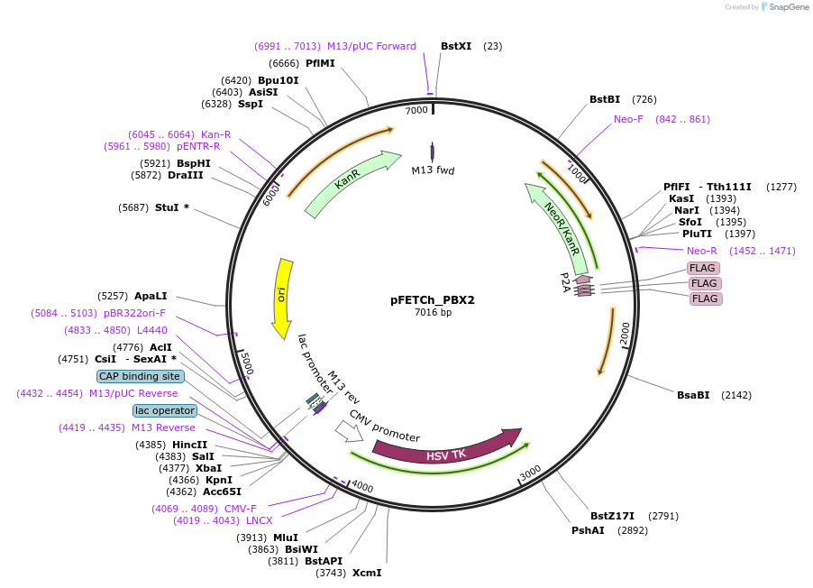 72356-plasmid-map-sequence-id-190163