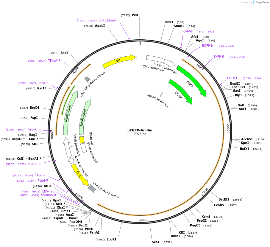 68027-plasmid-map-sequence-id-190164