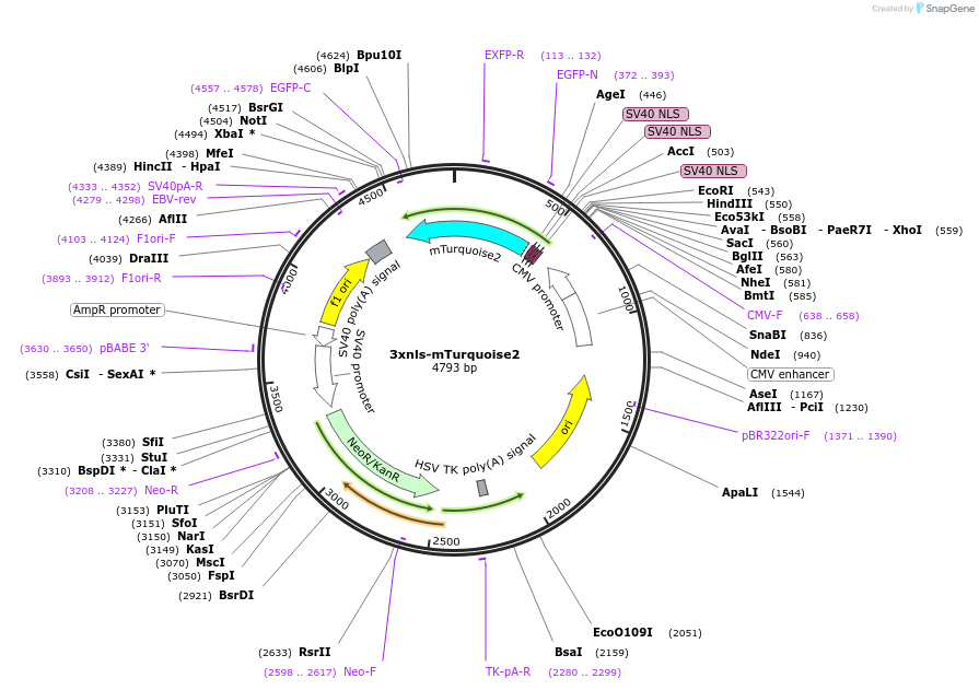 98817-plasmid-map-sequence-id-190171
