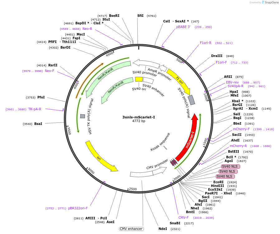 98816-plasmid-map-sequence-id-190172