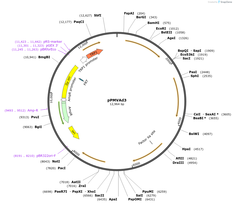 98298-plasmid-map-sequence-id-190181