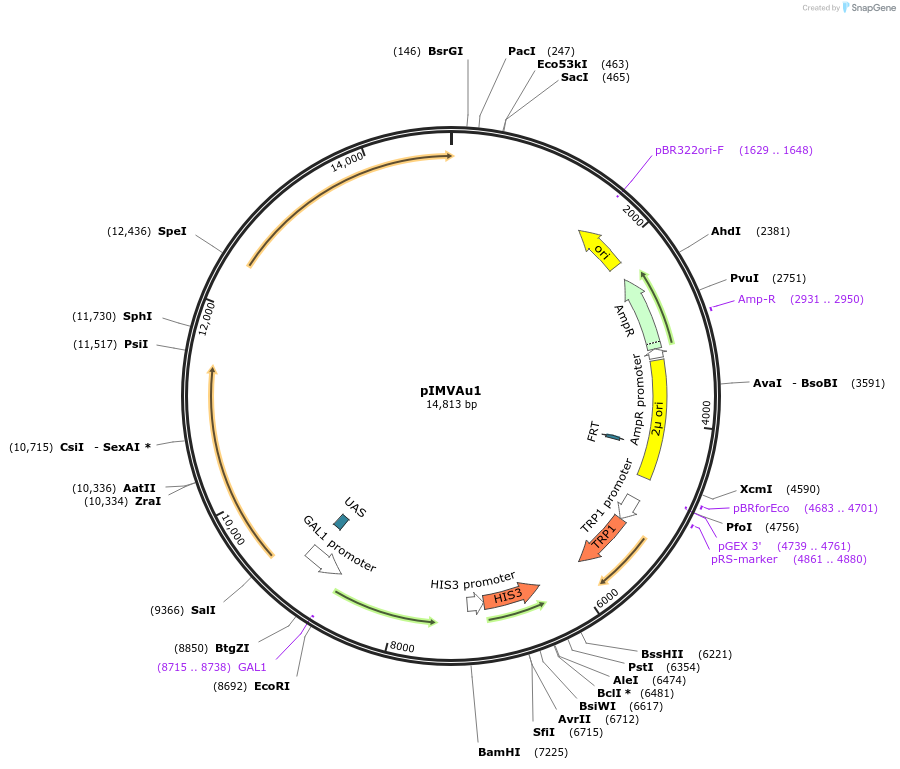 98301-plasmid-map-sequence-id-190182