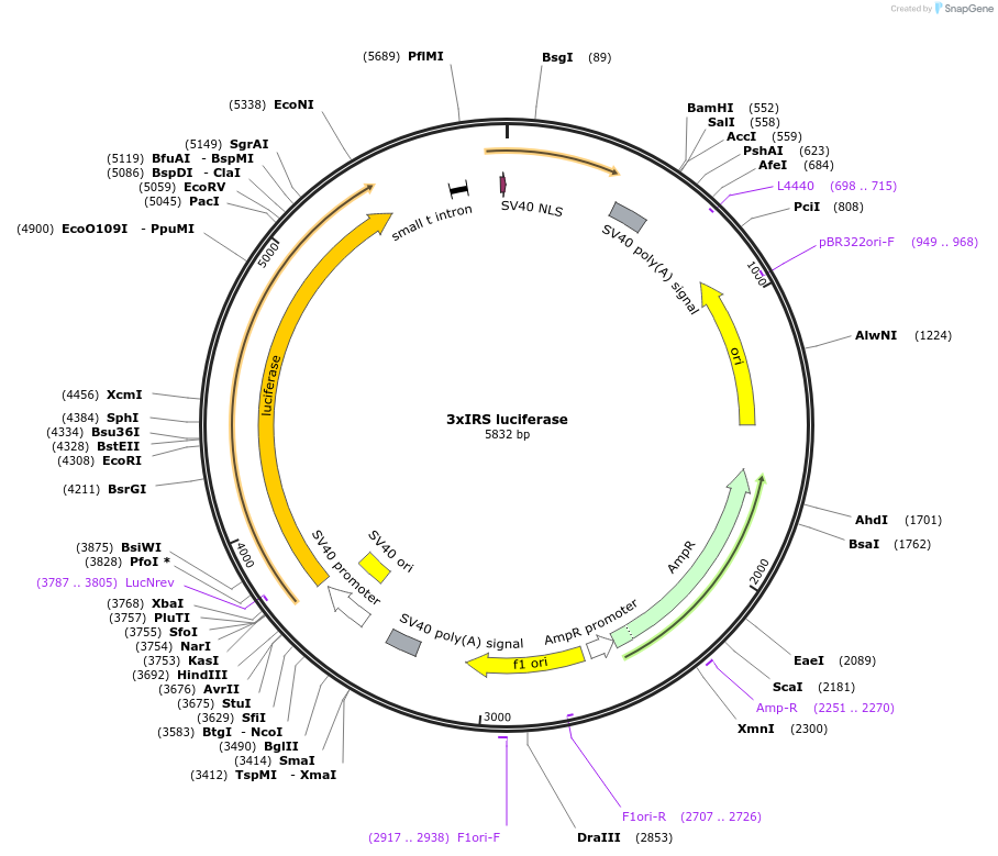 13511-plasmid-map-sequence-id-190209