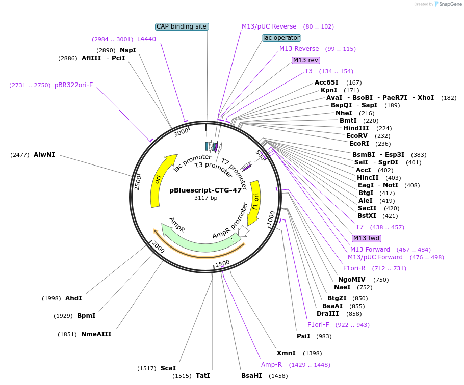 99150-plasmid-map-sequence-id-190211