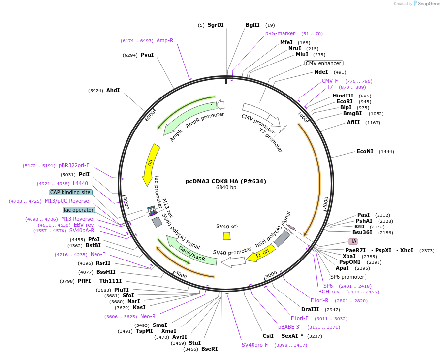 14649-plasmid-map-sequence-id-190215