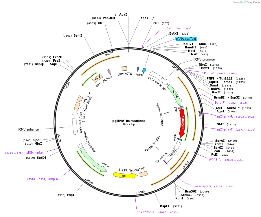 44248-plasmid-map-sequence-id-190219