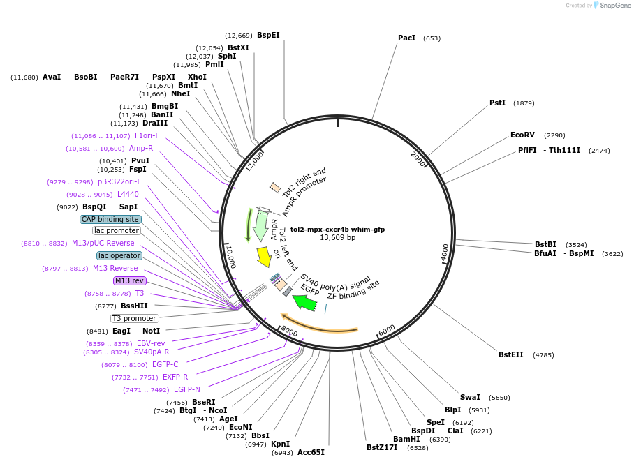 41089-plasmid-map-sequence-id-190223