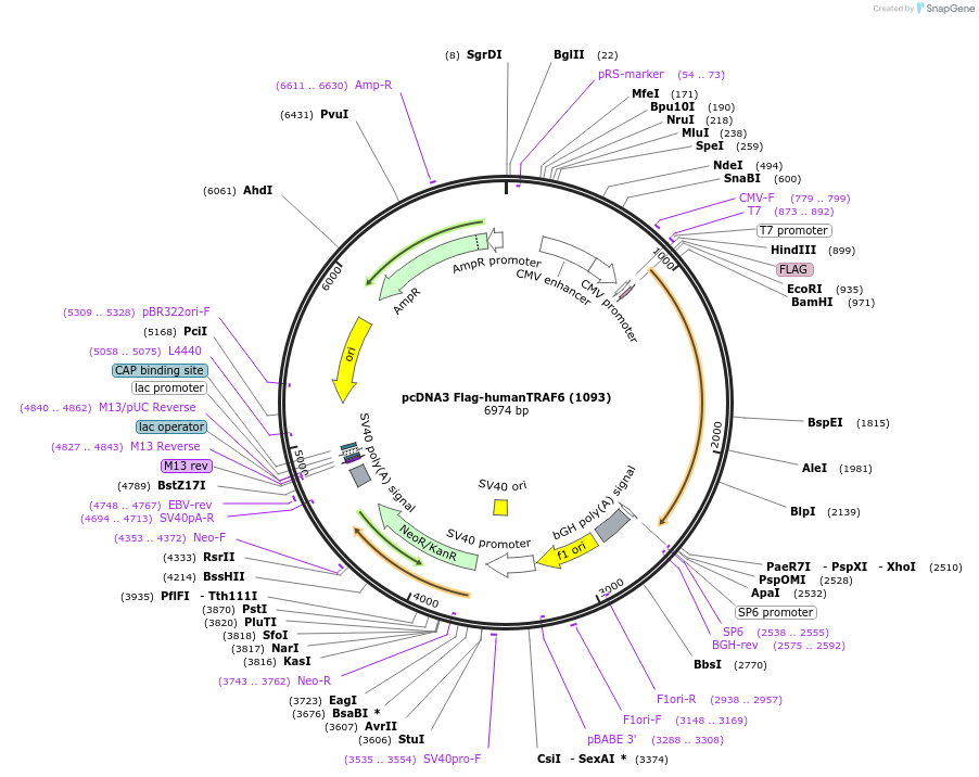66929-plasmid-map-sequence-id-190232