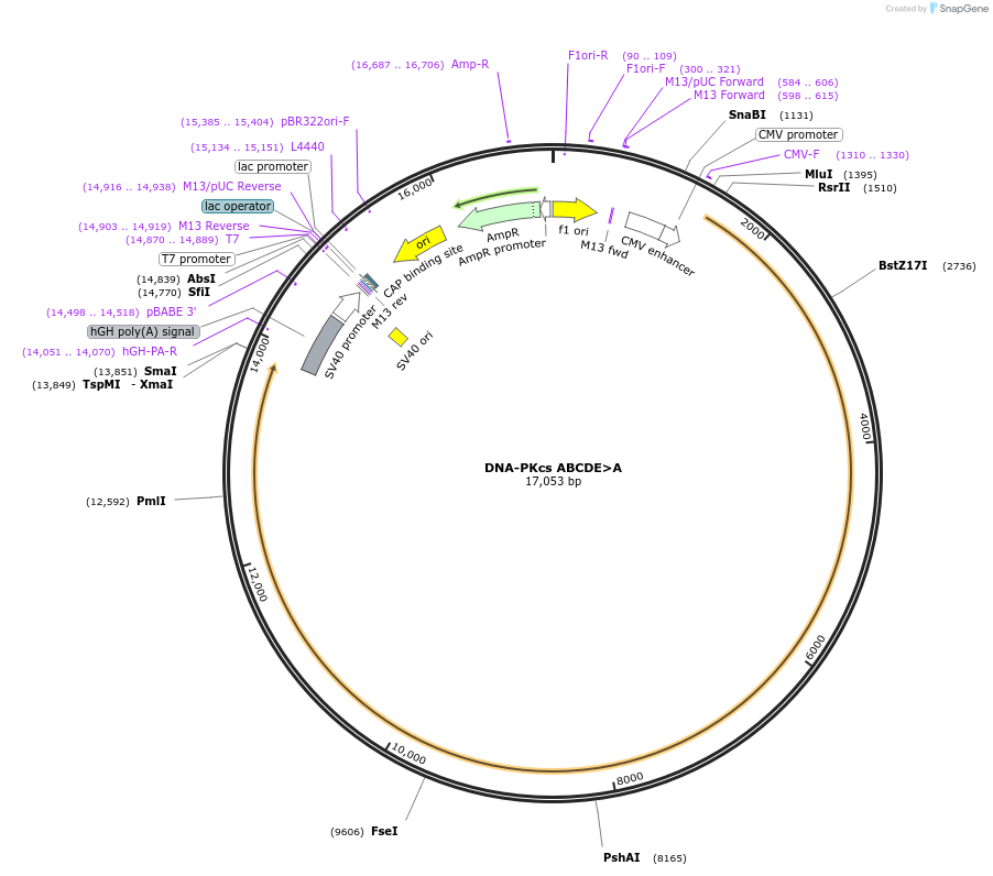 83318-plasmid-map-sequence-id-190236