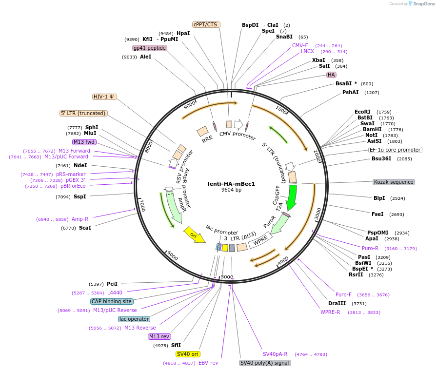99505-plasmid-map-sequence-id-190237