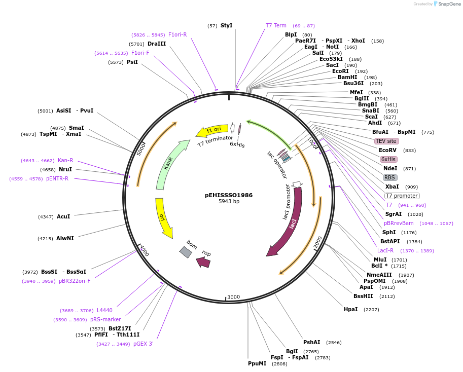 97057-plasmid-map-sequence-id-190241