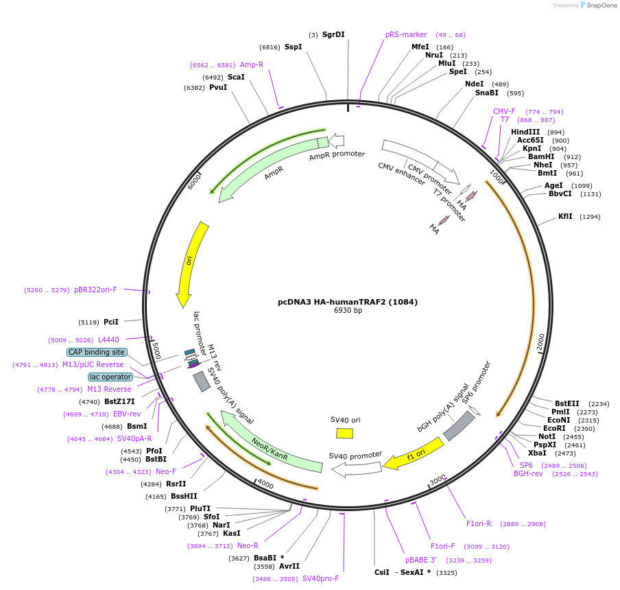 66932-plasmid-map-sequence-id-190248