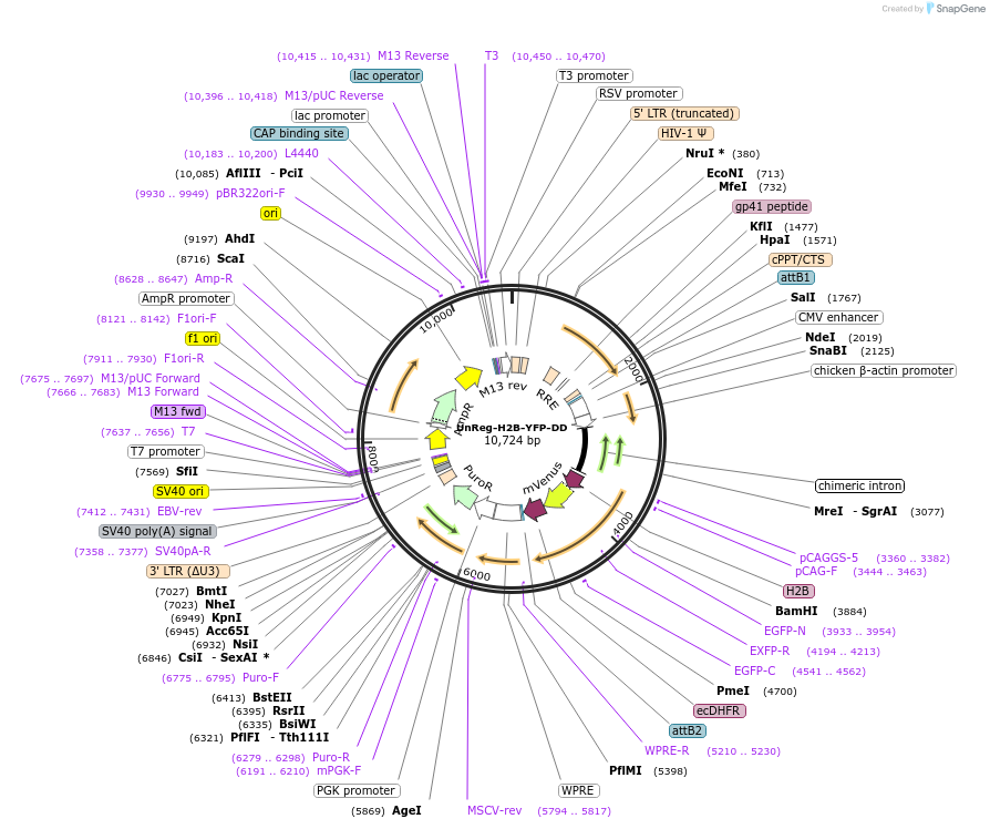 96892-plasmid-map-sequence-id-190261