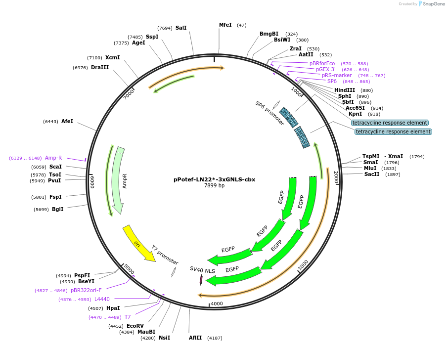 86780-plasmid-map-sequence-id-190275