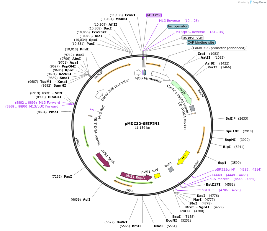 96973-plasmid-map-sequence-id-190280