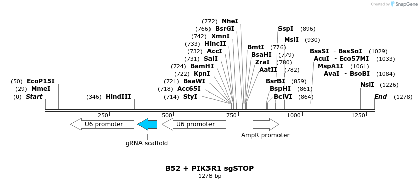 190291_map