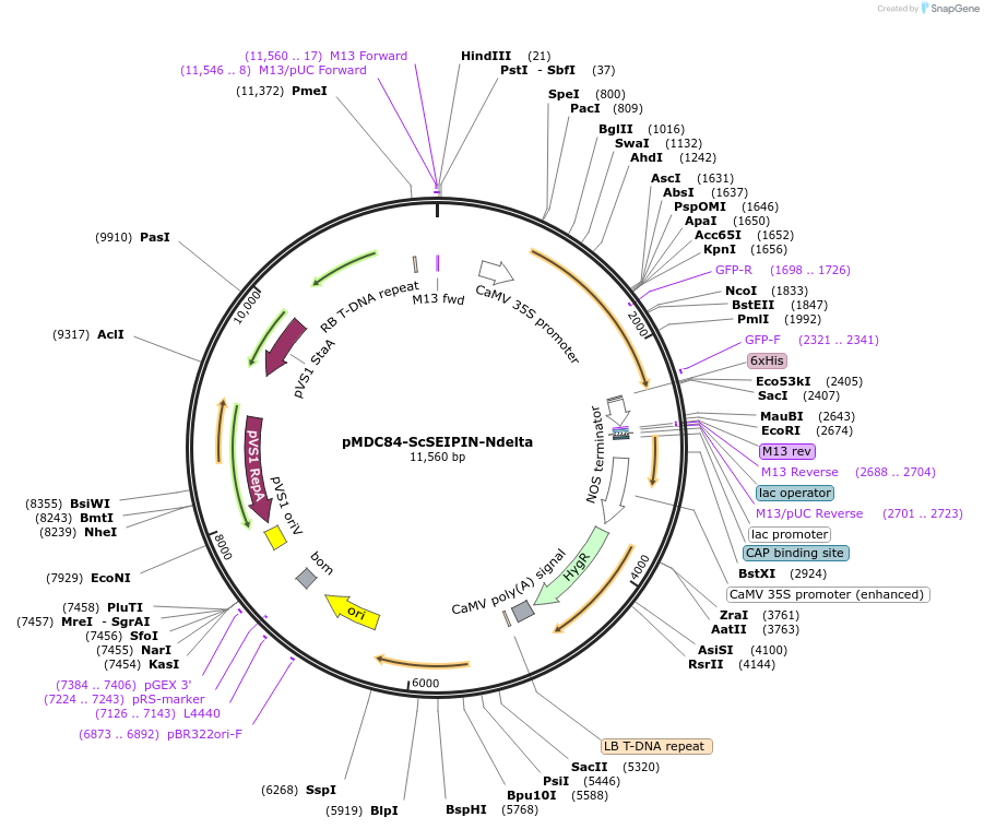 96985-plasmid-map-sequence-id-190294