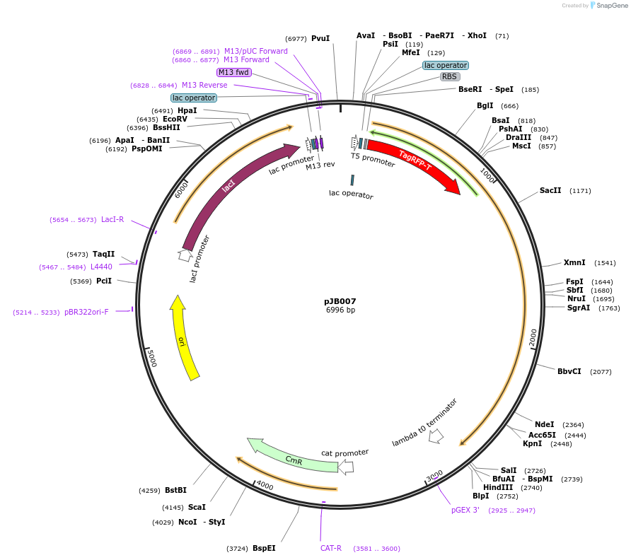 98995-plasmid-map-sequence-id-190310