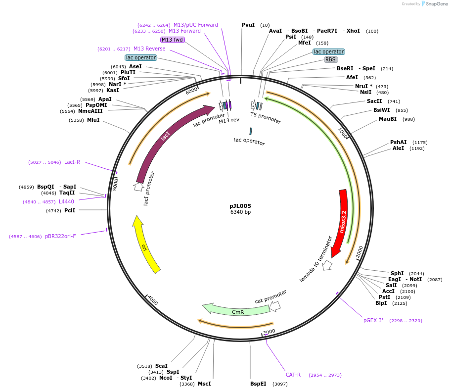 92327-plasmid-map-sequence-id-190312
