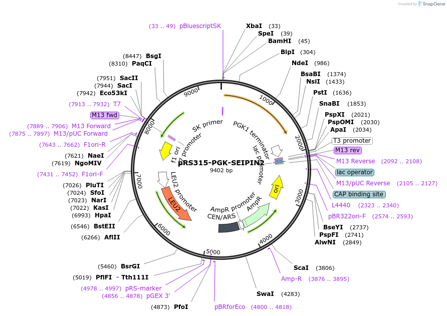 96987-plasmid-map-sequence-id-190317